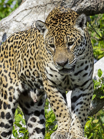 Sur la piste du jaguar dans le Pantanal