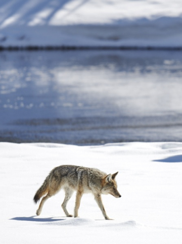 Yellowstone, bisons, loups et renards en hiver