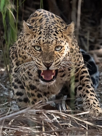 Jawai ou la terre des léopards