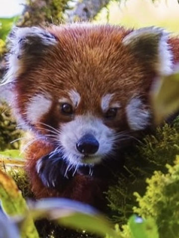 Le parc de Singalila : à la recherche du panda roux Singalila - Voyage Photo Inde