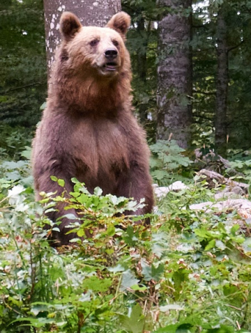 Au pays des ours bruns