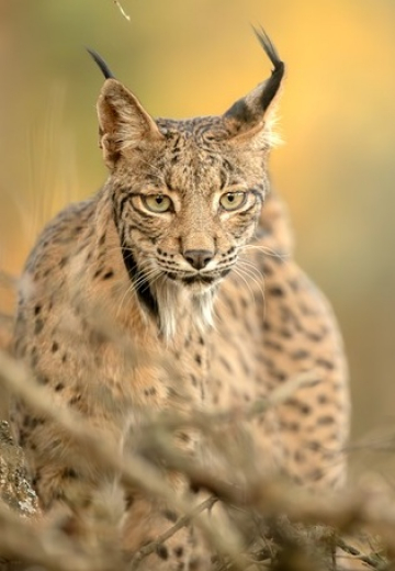 A la découverte du lynx ibérique