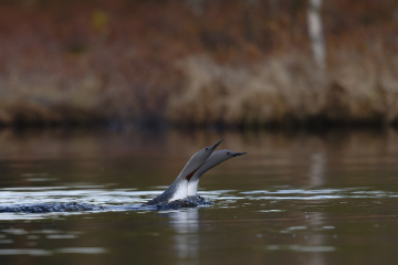 Photographier les rennes et les oiseaux sur les pistes de la taiga finlandaise