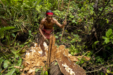 Habitant de la tribu des Mentawai récupérant des larves dans un tronc d'arbre
