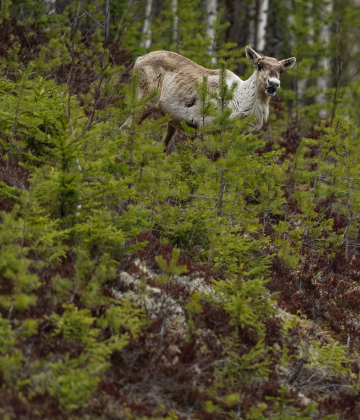 Photographier les rennes et les oiseaux sur les pistes de la taiga finlandaise