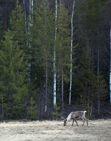 Photographier les rennes et les oiseaux sur les pistes de la taiga finlandaise