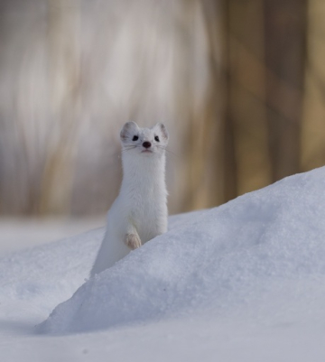 Ateliers de chant polyphonique et nature finlandaise