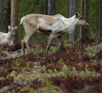 Photographier les rennes et les oiseaux sur les pistes de la taiga finlandaise