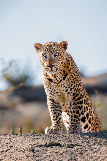 Jawai ou la terre des léopards