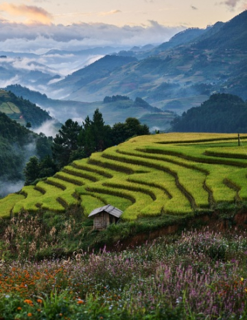 Nord Vietnam, brume, rizières et mer d'émeraude