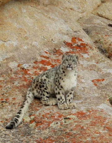 La panthère des neiges au Ladakh