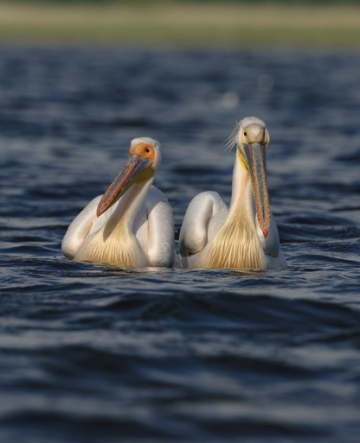 Photographie des oiseaux dans le delta du Danube