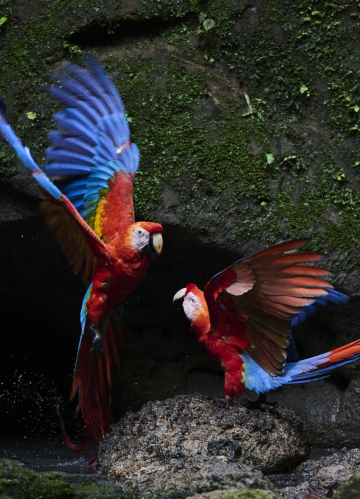 Découverte de l'Amazonie et faune andine