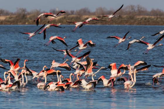 Voyages et stages photo en Camargue 41