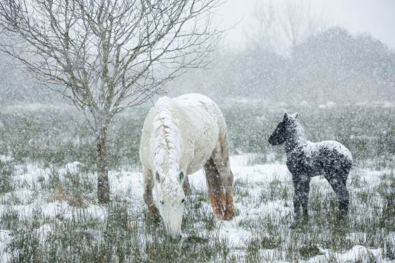 Voyages et stages photo en Camargue 43