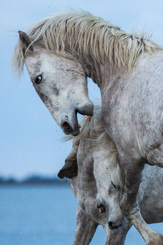 Voyages et stages photo en Camargue 45