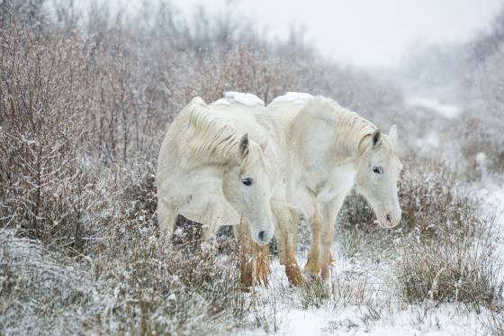 Voyages et stages photo en Camargue 47