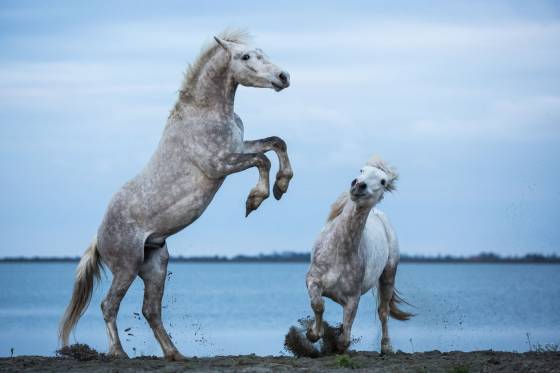 Voyages et stages photo en Camargue 49