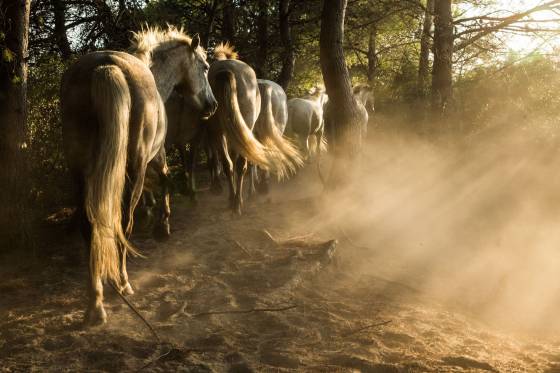 Voyages et stages photo en Camargue 53