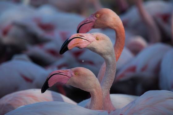Voyages et stages photo en Camargue 55