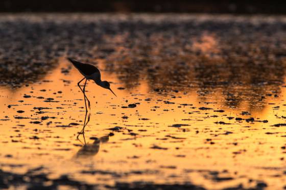 Voyages et stages photo en Camargue 56