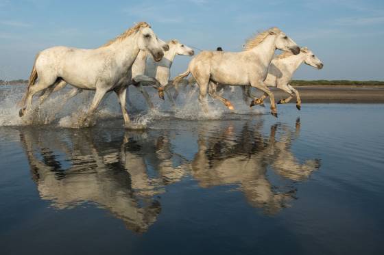 Voyages et stages photo en Camargue 57