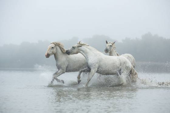 Voyages et stages photo en Camargue 58