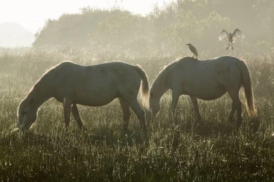 Voyages et stages photo en Camargue 59