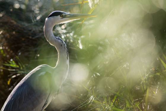 Voyages et stages photo en Camargue 60