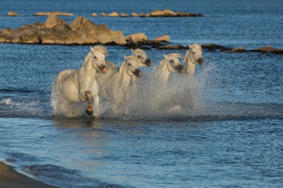 Voyages et stages photo en Camargue 66