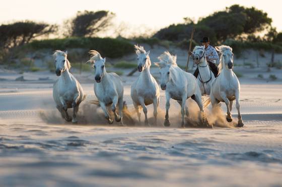Voyages et stages photo en Camargue 61