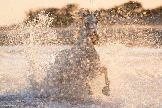 Voyages et stages photo en Camargue 62