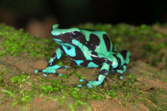 Voyage safari photo Costa Rica 57