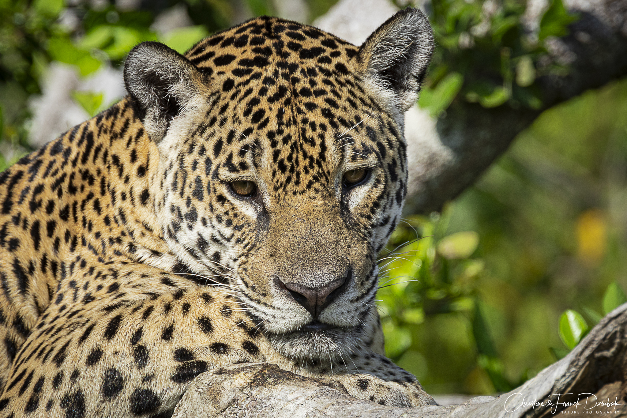 voyage Pantanal