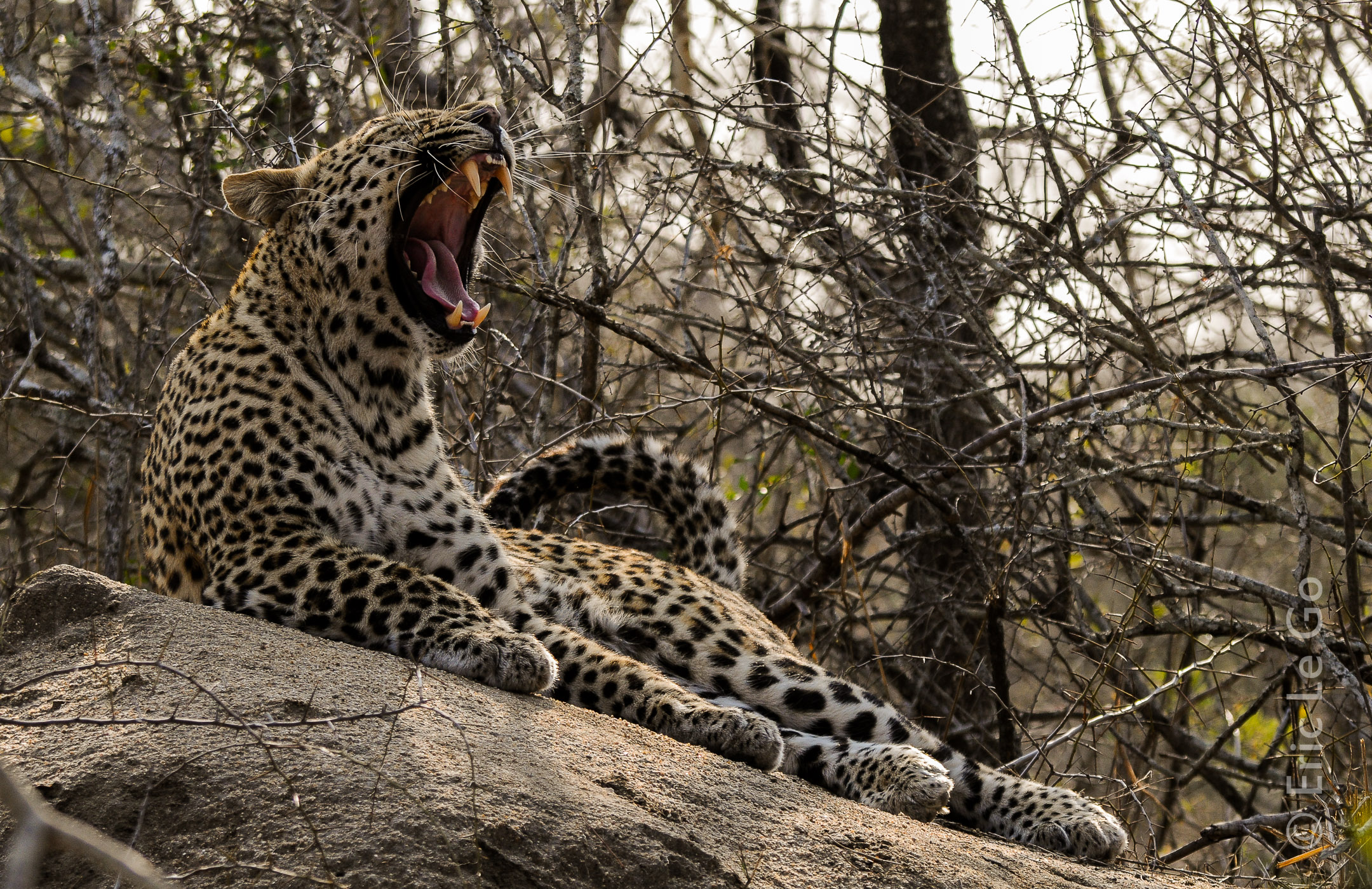 Léopard baillant sur une branche lors d'un safari en Afrique du Sud