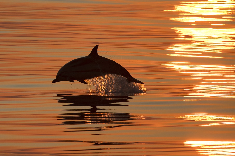 Dauphin au coucher de soleil sur la méditérranée