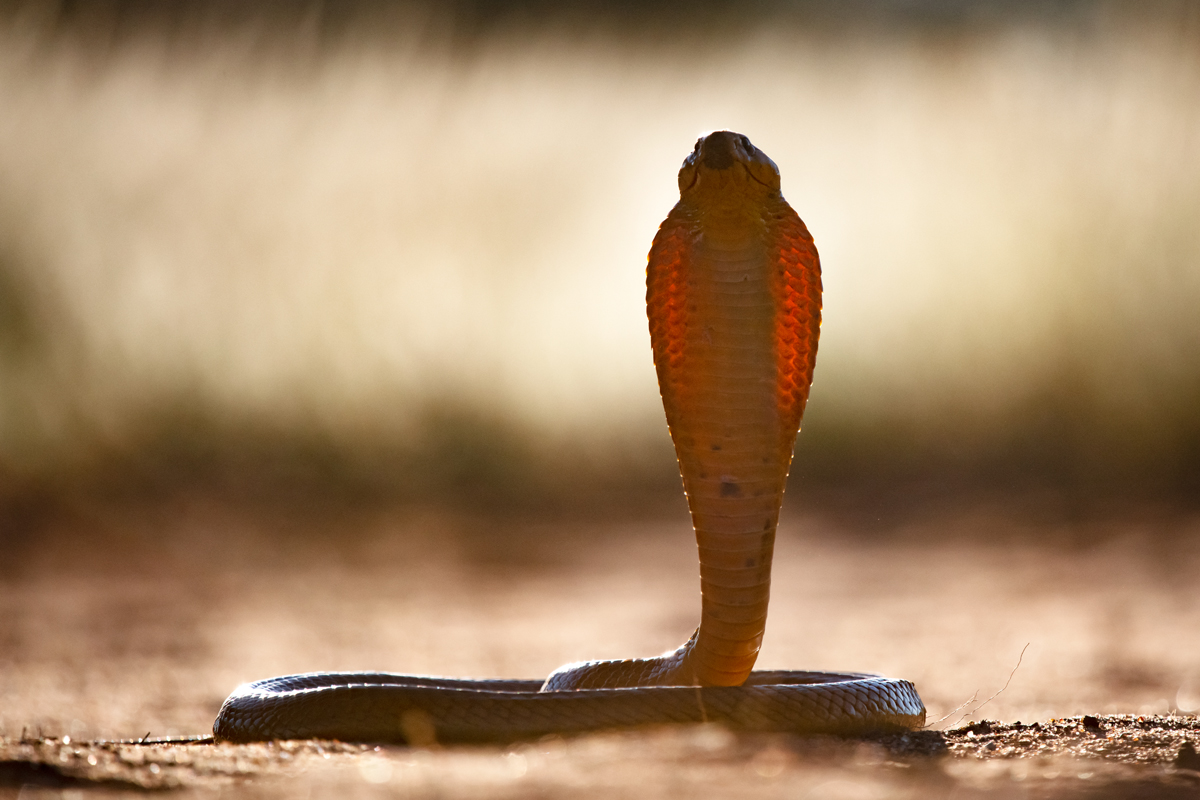 Cobra dressé et regardant l'objectif