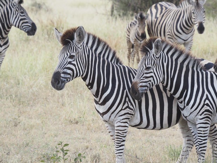 Zèbres dans la savane du parc Kruger lors d'un safari accompagné