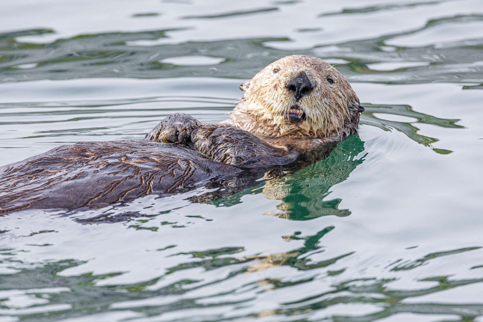 Loutre dans l'eau d'une rivière en Alaska lors d'un voyage photo
