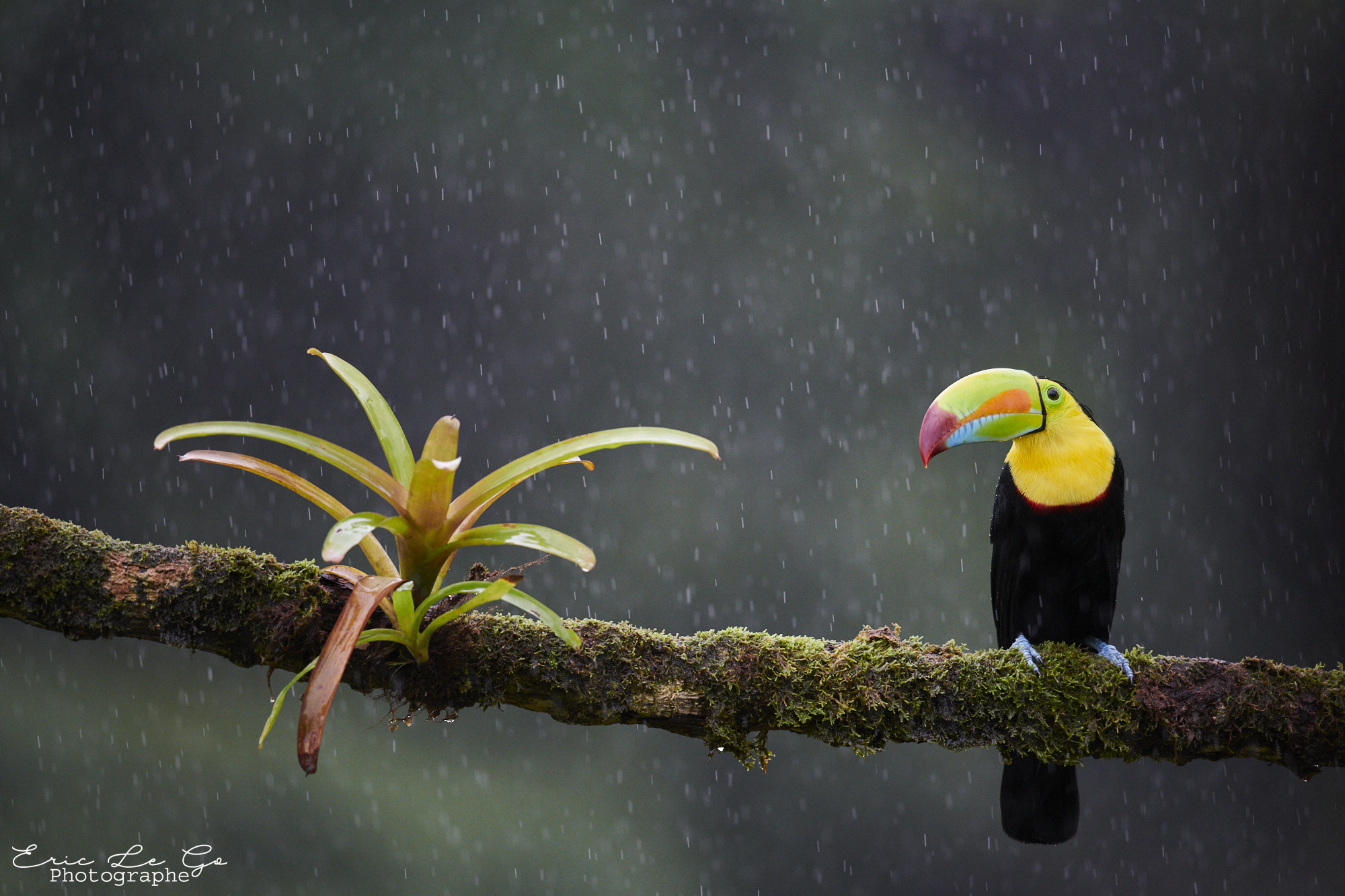 Toucan pris lors d'un voyage photo au Costa Rica