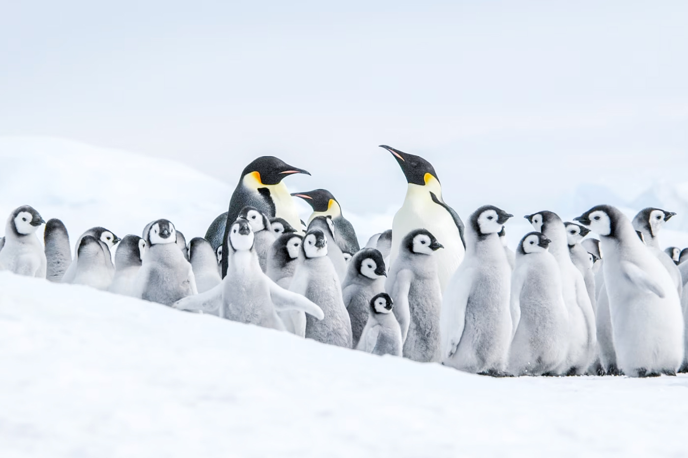 colonie de manchots empereur en antarctique