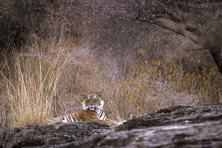 Tigre allongé dans la nature indienne lors d'un séjour photo
