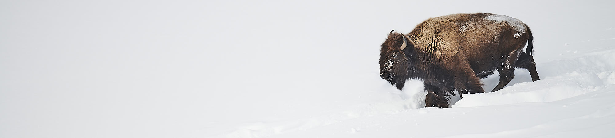 Bison dans la neige au parc de Yellowstone