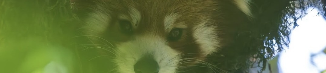 Panda roux en Inde