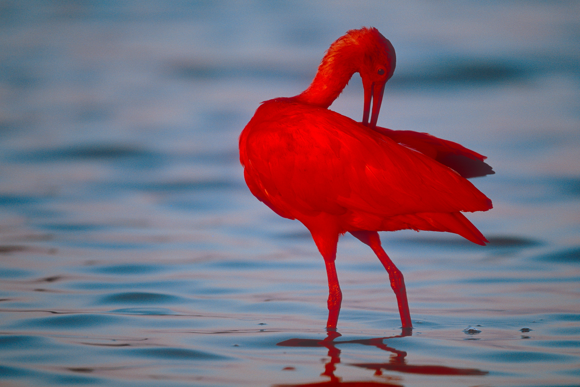 faune de la Colombie lors d'un voyage photo